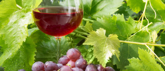 vineyards